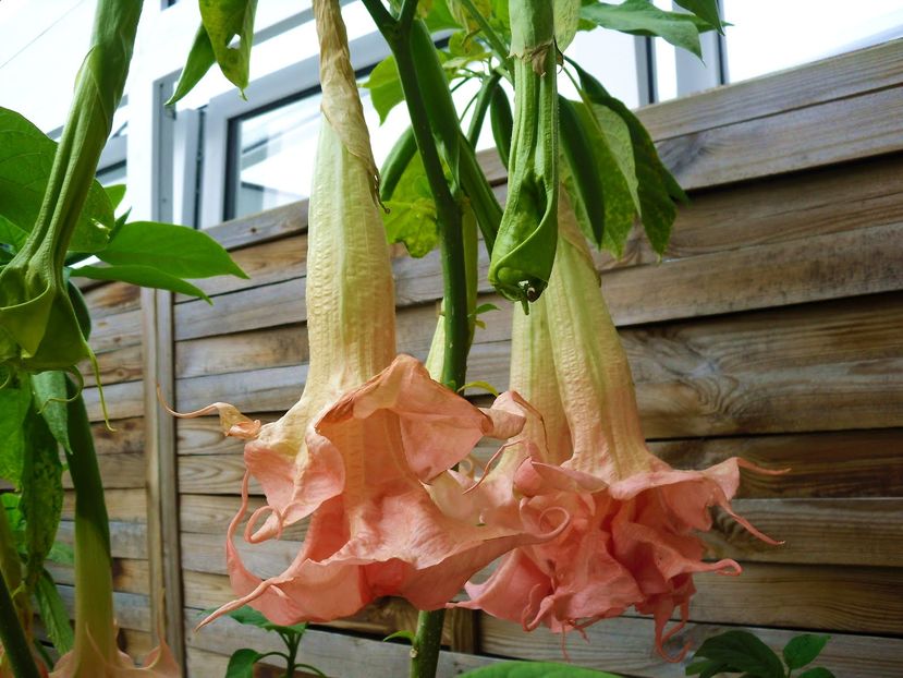 pinkbrusse - DATURA SEMINTE 2023