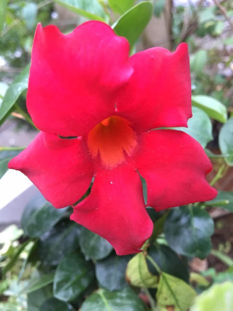 image - Mandevilla 2016