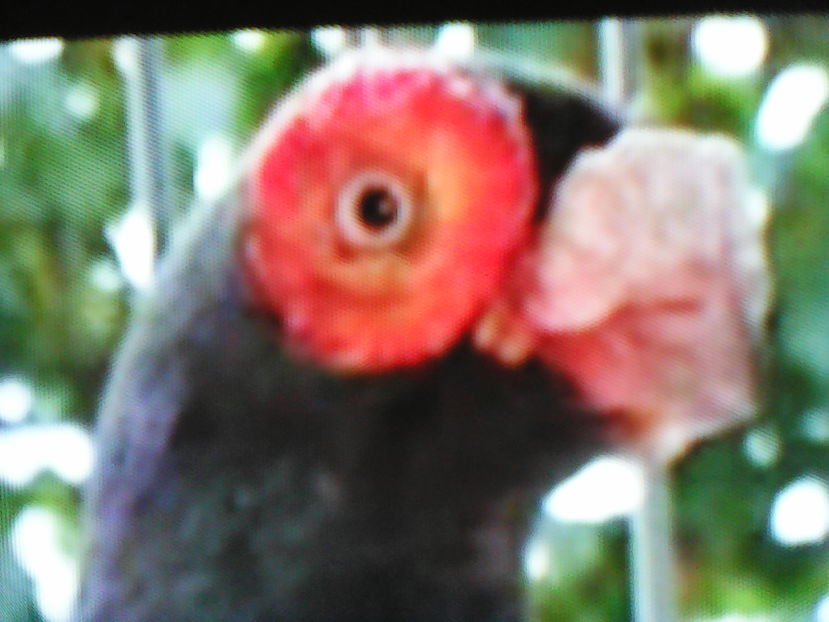  - B E R B E R I  ---    BARBS  PIGEONS