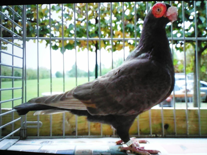 din Belgia - B E R B E R I  ---    BARBS  PIGEONS