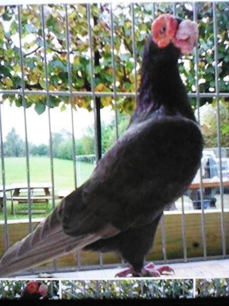 BERBER  CASTANIU -JEF JANSSENS -  BELGIA - B E R B E R I  ---    BARBS  PIGEONS