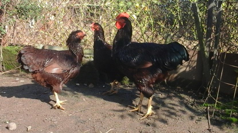  - rhode island pui 2016