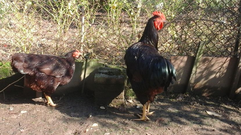  - rhode island pui 2016