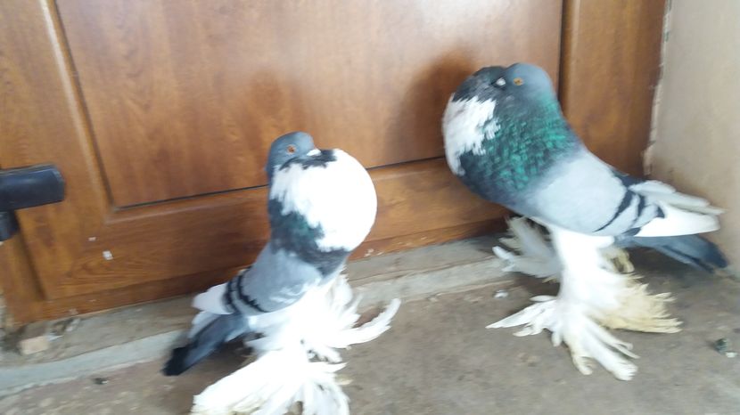  - GUSATI DE POMERANIA DE VANZARE 0744230652