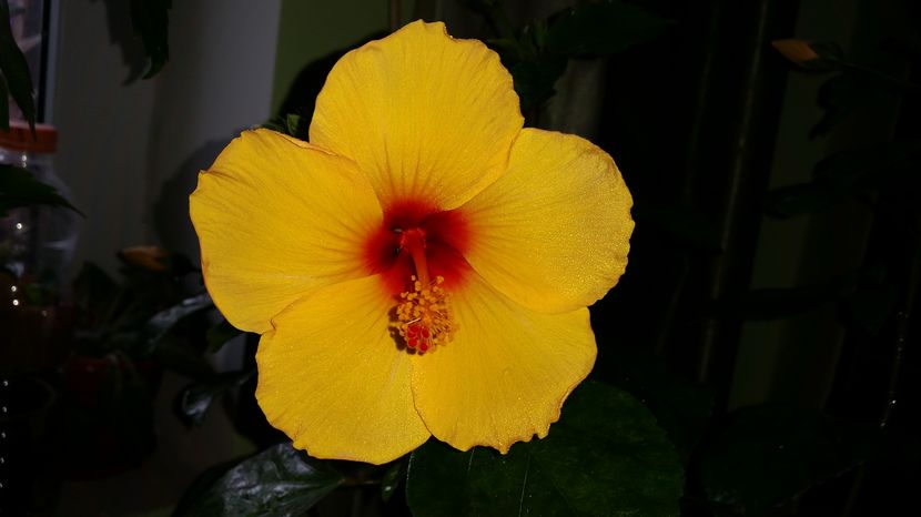27-Oct-2016 - hibiscus