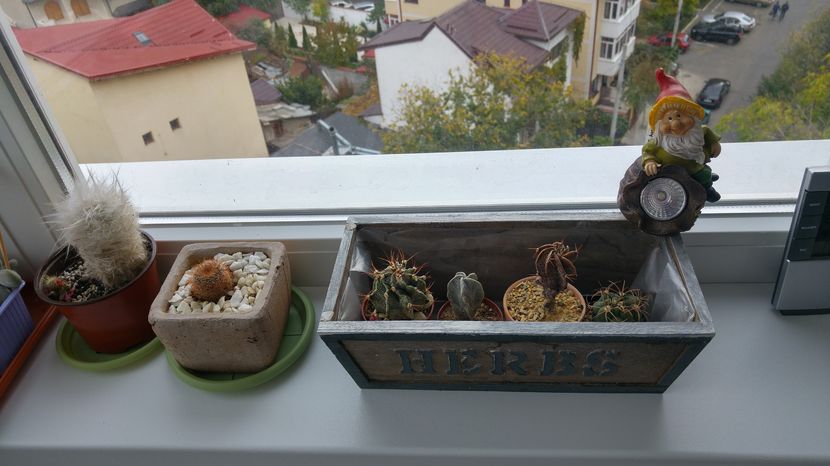 20161022_152743_HDR - Cactusi si Suculente