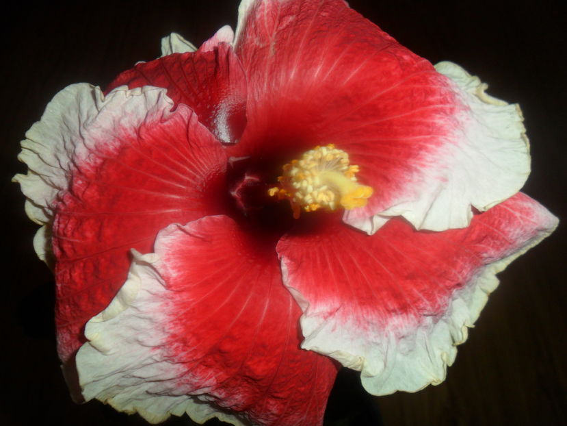  - hibiscusi 2016 -9