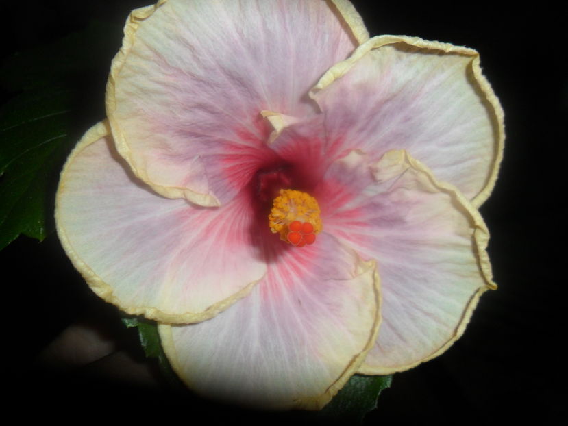  - hibiscusi 2016 -9