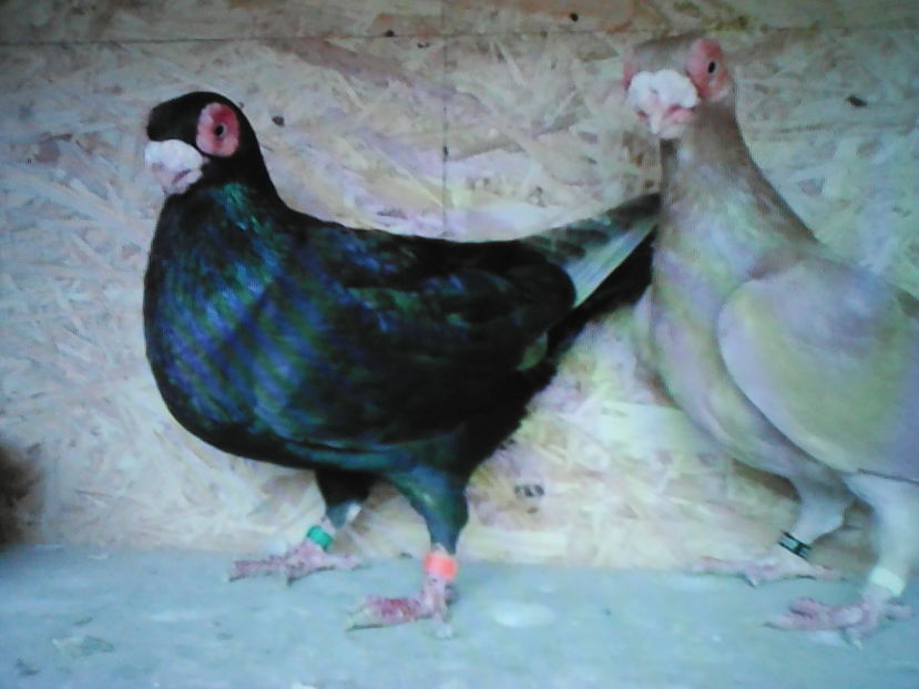  - B E R B E R I  ---    BARBS  PIGEONS