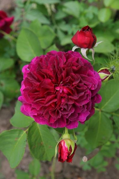 TR. DARCEY BUSSELL - toamna 2016