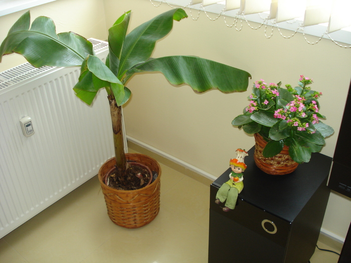 BANANUL SI KALANCHOEA