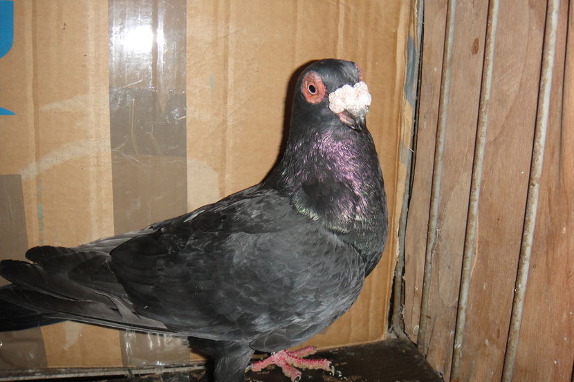 F 2016 - Indian german 2016