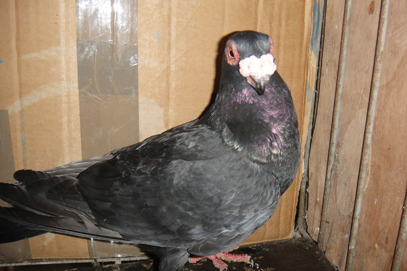 tot ea - Indian german 2016