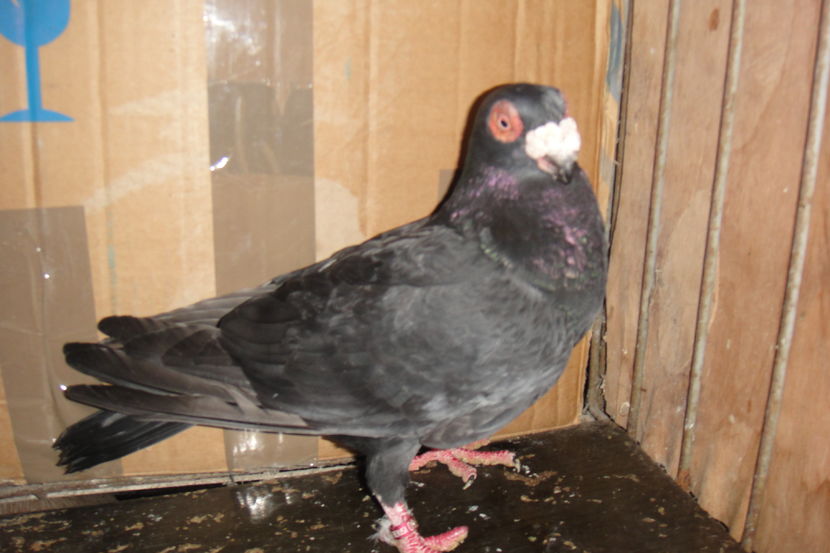 tot ea - Indian german 2016