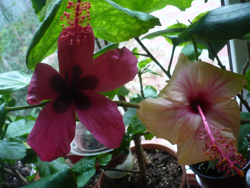 P1300522 - HIBISCUSI 2016-7