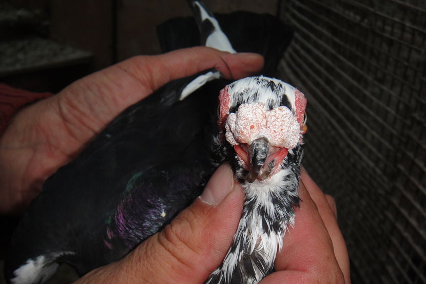 M2016 vândut; Are ciocul încălecat
