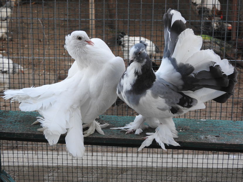  - 06 -- voltati indieni