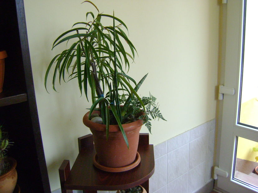 Ficus cv. Alii - Bonsai si prebonsai 2016-2017