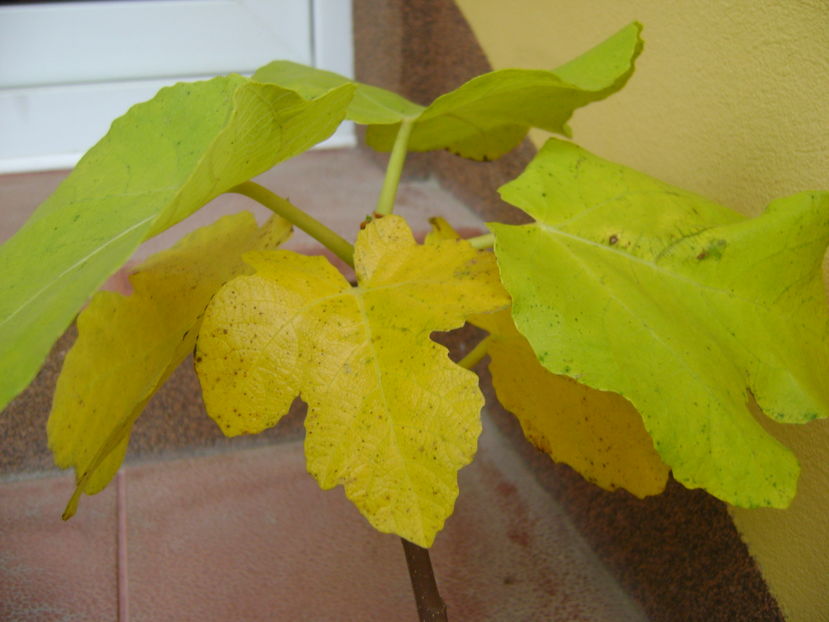 Ficus carica (smochin), culori de toamna - Bonsai si prebonsai 2016-2017