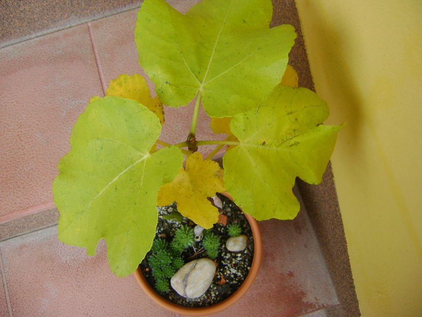 Ficus carica (smochin), culori de toamna - Bonsai si prebonsai 2016-2017