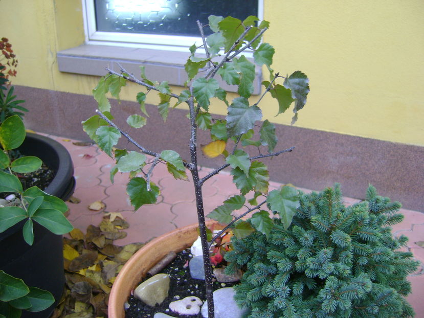 Mesteacan negru, culori de toamna - Bonsai si prebonsai 2016-2017