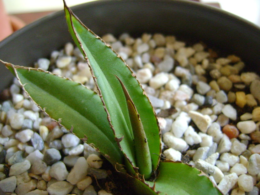 Agave titanota