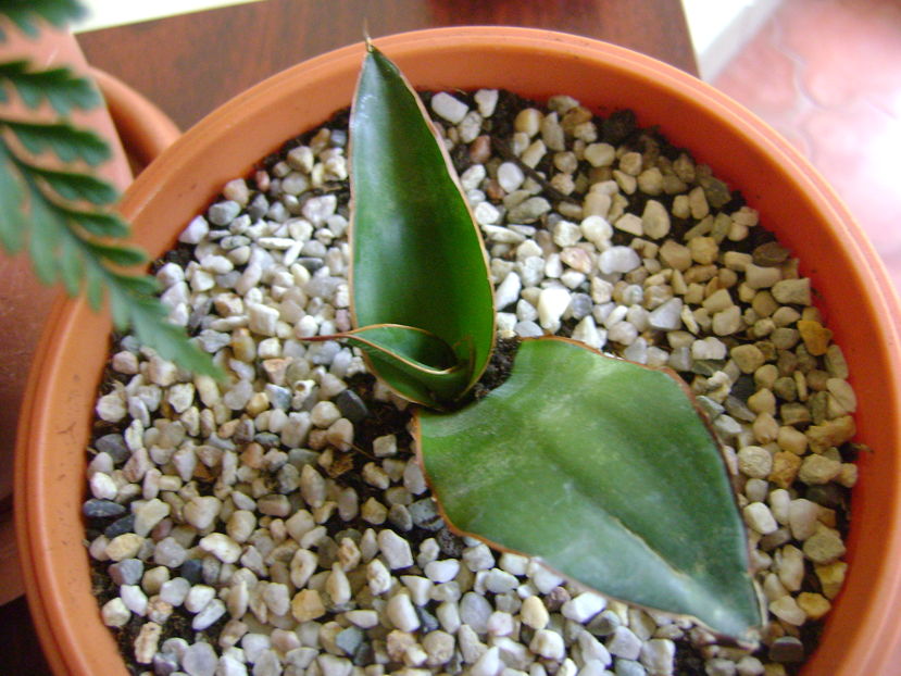 Agave chazaroi