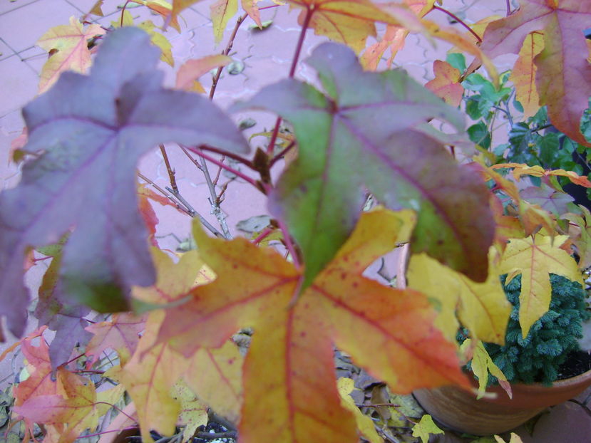 Culori si forme la sfarsit de octombrie - Toamna 2016-2017