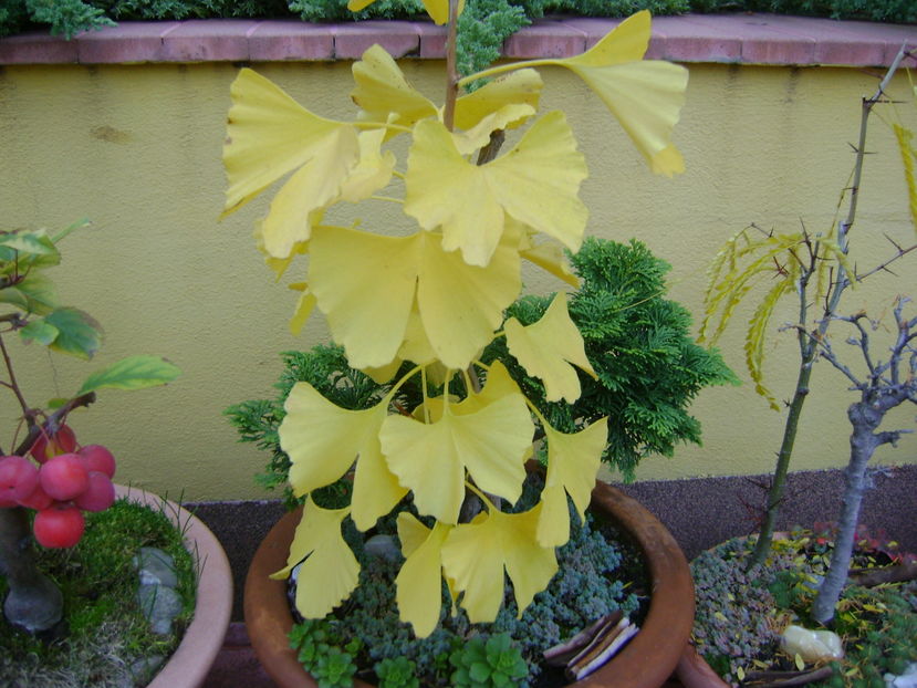 Culori si forme la sfarsit de octombrie - Toamna 2016-2017