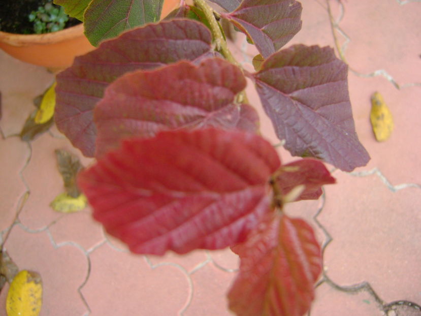 Culori si forme la sfarsit de octombrie - Toamna 2016-2017