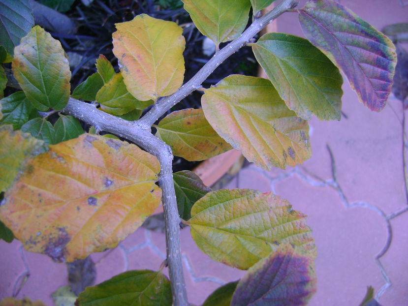 Culori si forme la sfarsit de octombrie - Toamna 2016-2017