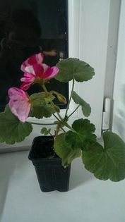 rainbow-27 lei - VAND MUSCATE ZONALE 2017