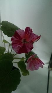 rainbow-27 lei - VAND MUSCATE ZONALE 2017