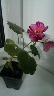 rainbow-27 lei - VAND MUSCATE ZONALE 2017