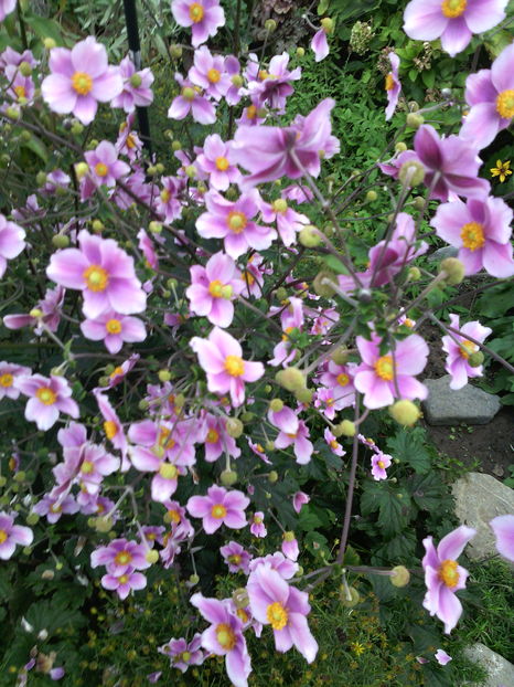 Anemone hupehensis - 01-Flori din curtea mea 2016