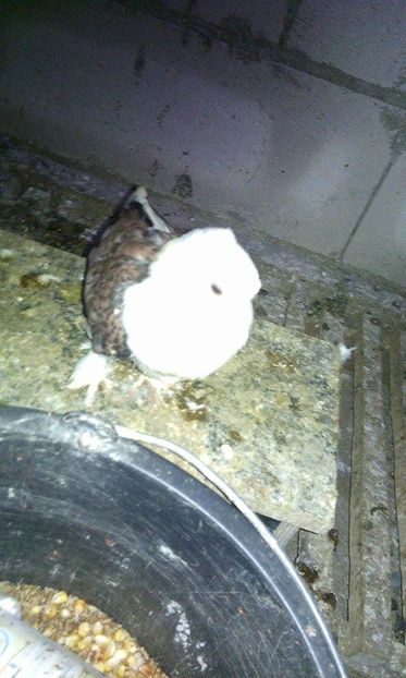 mama este tot de 2016