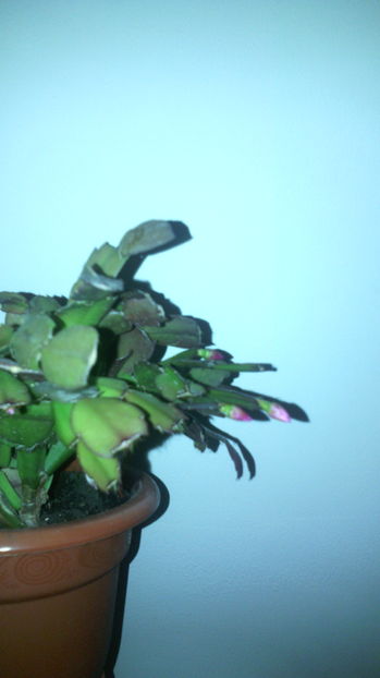 Harnicuta- 26.10.2016 - Schlumbergera 2014-2020