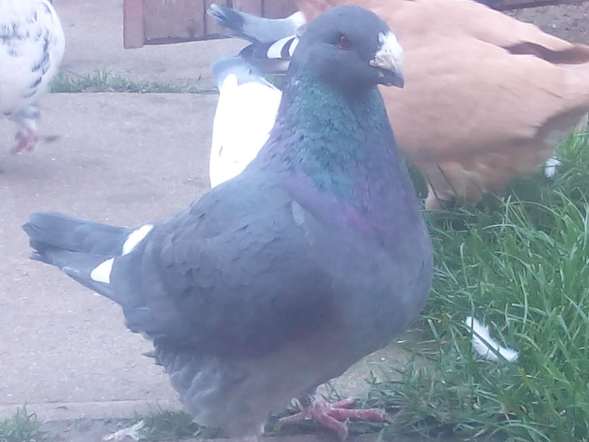 M-2016 - 2-AMERICAN GIANT HOMER