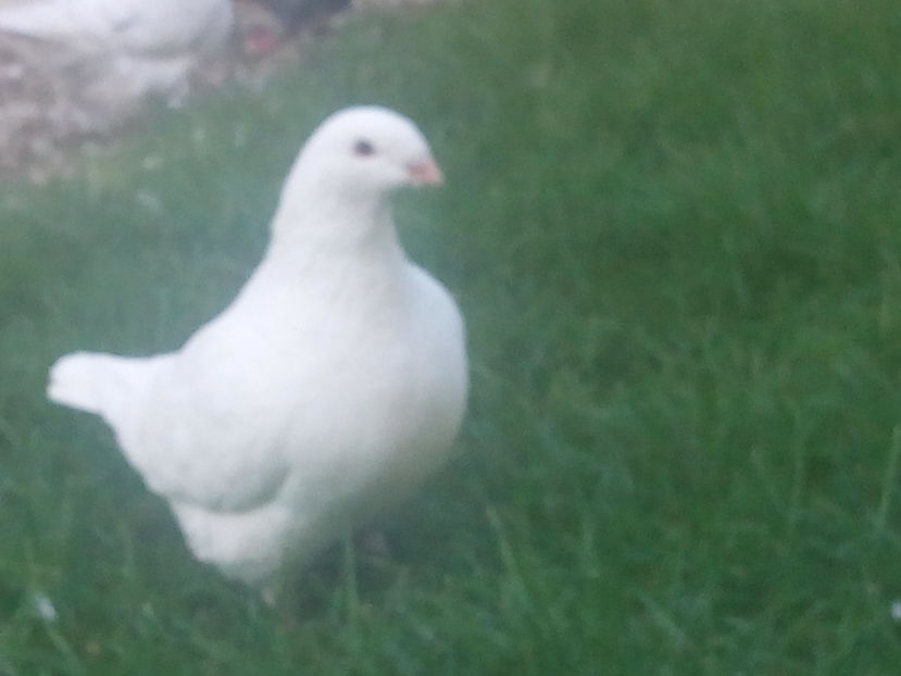 F-2016 - 2-AMERICAN GIANT HOMER