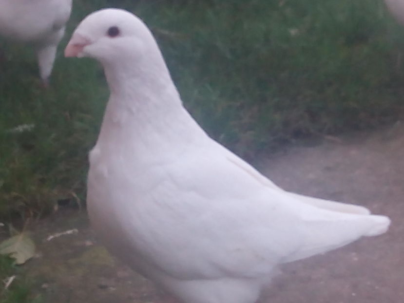 F-2016 - 2-AMERICAN GIANT HOMER