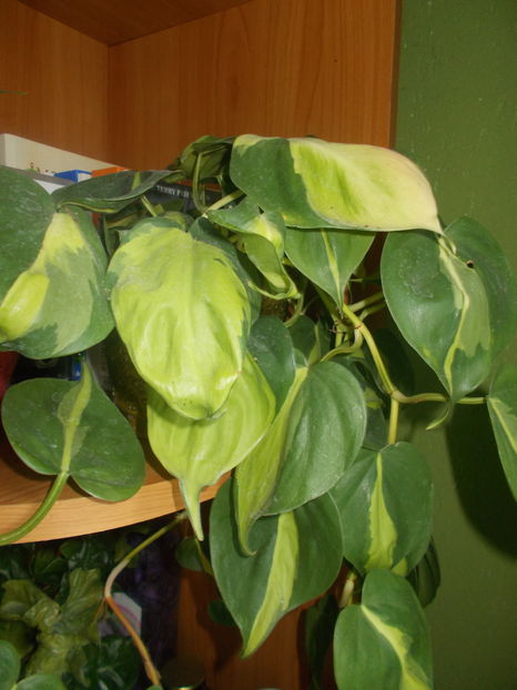philodendron brasil - 2016