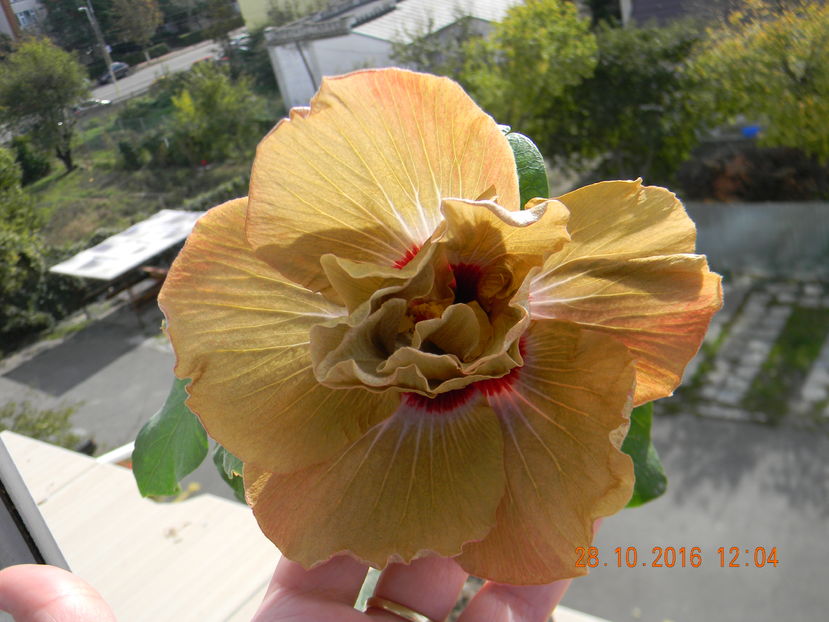 hibiscus Seaweed