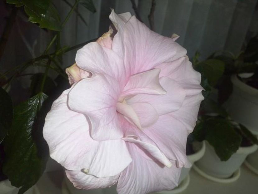 floare de iarna - Clasic Pink