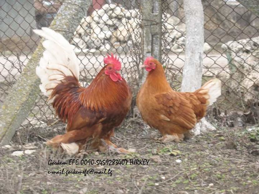  - Sabelpoot bantam