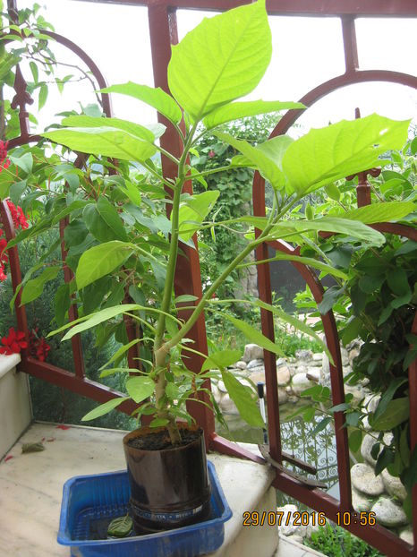 O mica brugmansie, care a fost... - 3 BRUGMANSIA