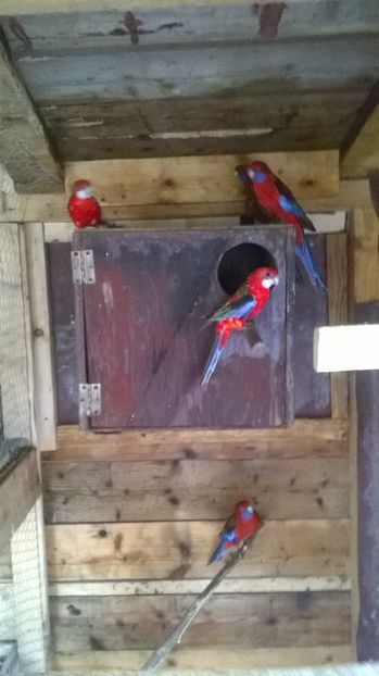  - papagali rosella 2016