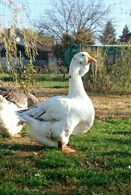  - Toulouse ganse 2015-16