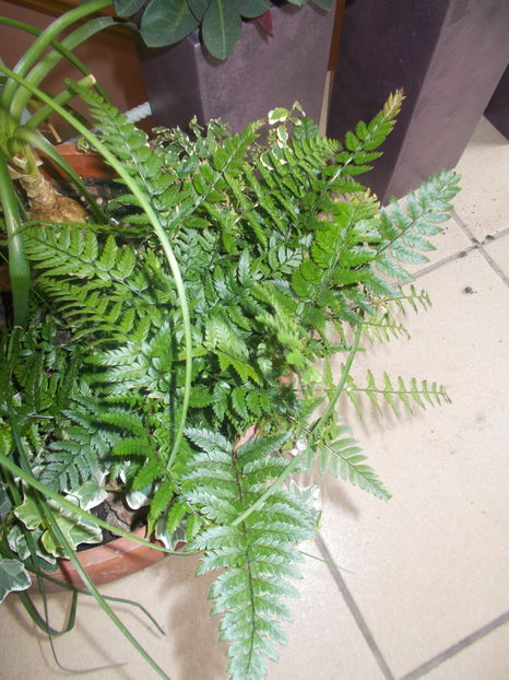 athyrium spicatum - COLECTIE FERIGI