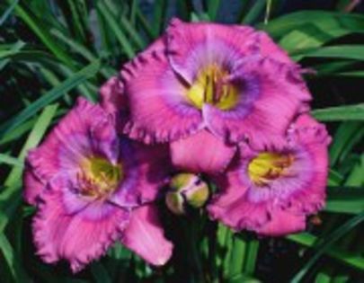 lavender blue babye
