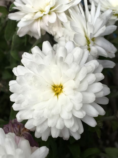 image - Crizanteme 2016